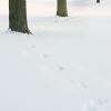 Winter Interest (2013)