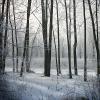 Winter Morning (2124)