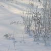 Winter Interest (2131)