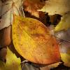 Autumn Jewels