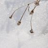 Winter Wildflower (7955)