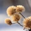 Winter Wildflower (7969)