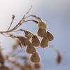 Winter Wildlfower (7980)