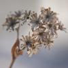 Winter Wildflower (7994)